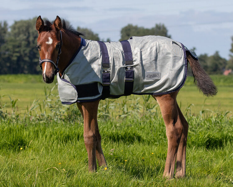 Fly rug for foal